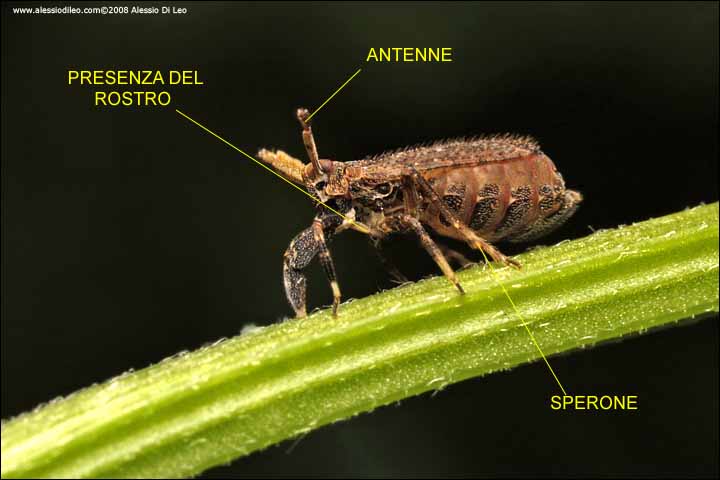 Asiraca clavicornis